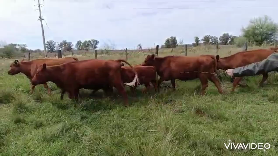 Lote 32 AL CORTE. VAQ