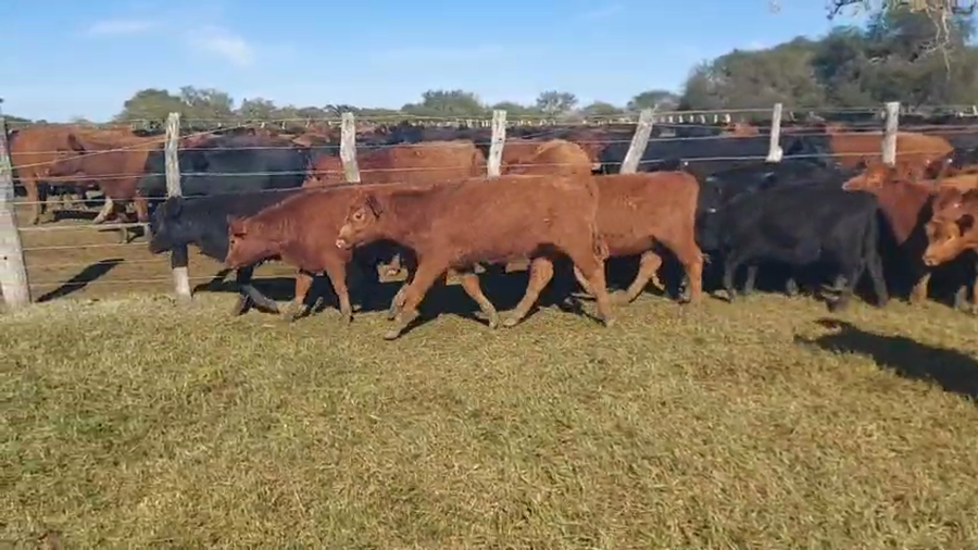 Lote 85 Terneras