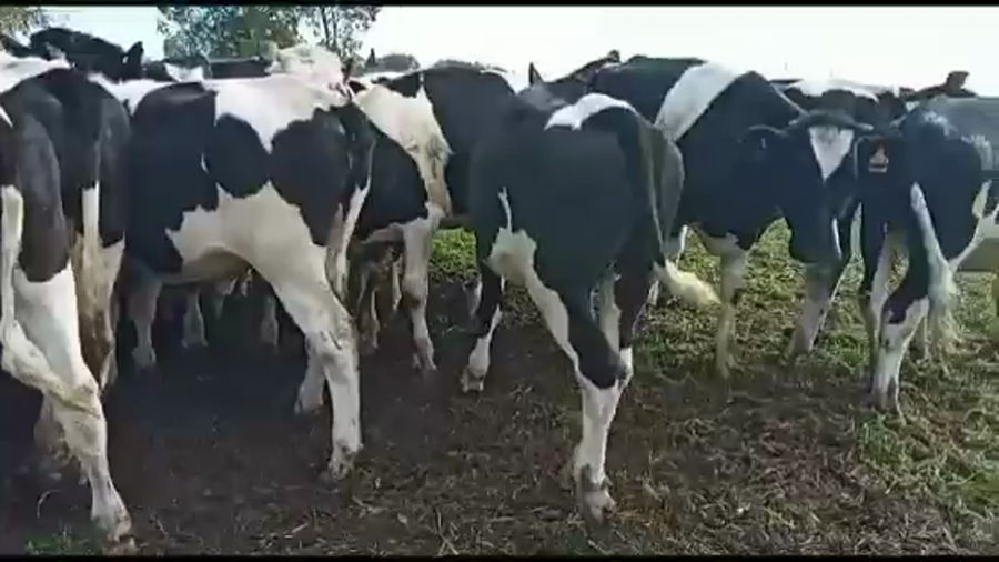 Lote NOVILLOS DE 1 A 2