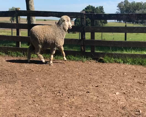 Lote 1 Borregos Planteleros en Cerro Largo, Cerro Largo