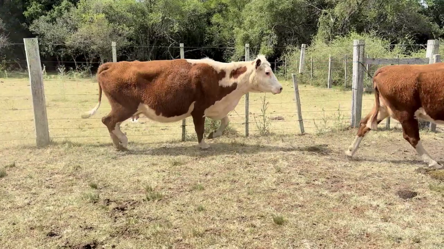 Lote VACAS ENTORADAS