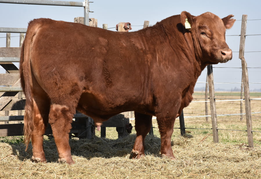 Lote TOROS PUROS DE PEDIGREE(NEGRO Y COLORADO)(Corral 2)