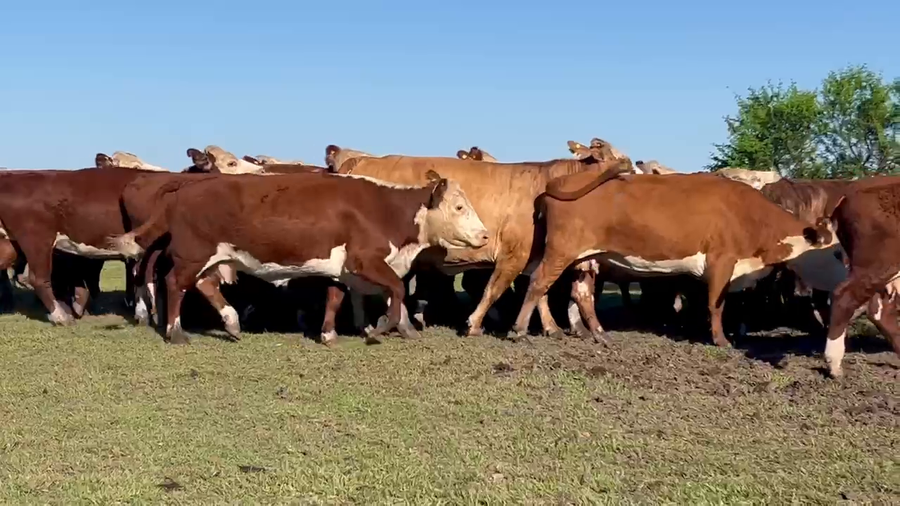 Lote 47 Vacas CUT preñadas en Corrientes, Mariano I. Loza