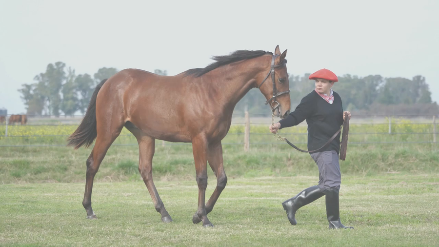 Lote NIKY PINK (NICODEMUS - PINKY NISTEL)