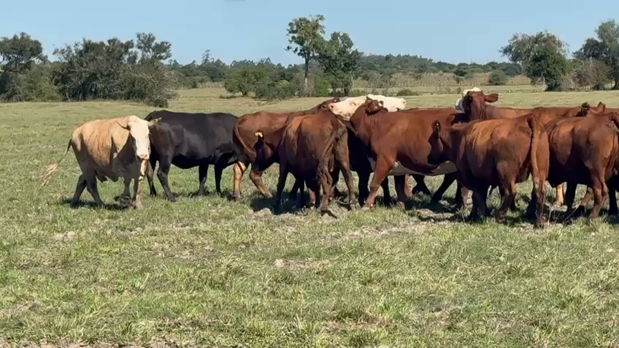 Lote 42 Vacas CUT preñadas
