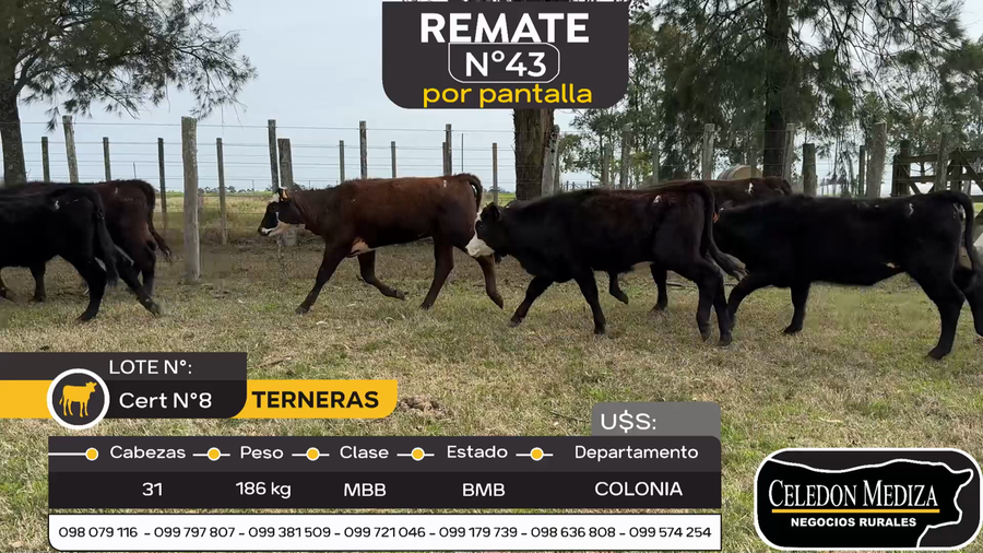 Lote 31 Terneras en Otra Localidad, Colonia