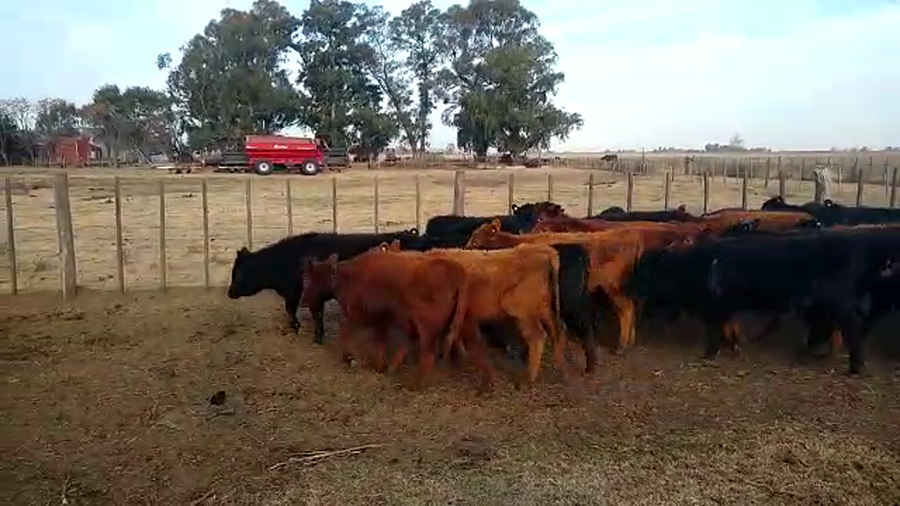 Lote 47 Terneros/as en Buenos Aires, Pehuajó