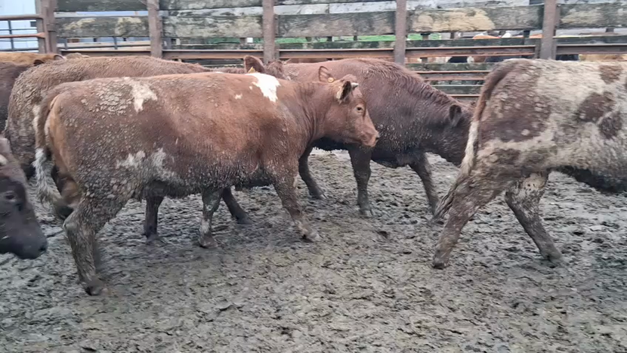 Lote 40 Vaquilla Gorda en Los Ángeles, VIII Región Biobío