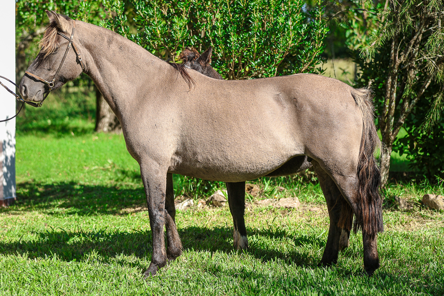 Lote CLARA DE ZAMORA 24