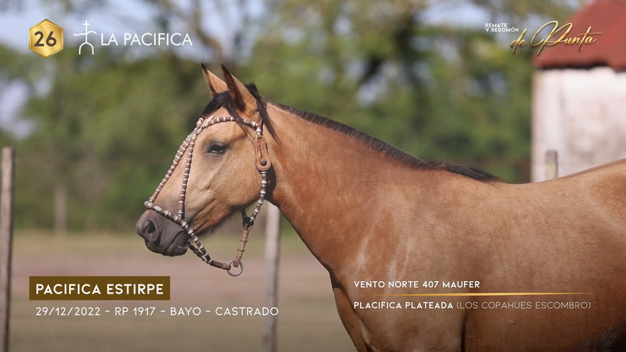 Lote PACIFICA ESTIRPE