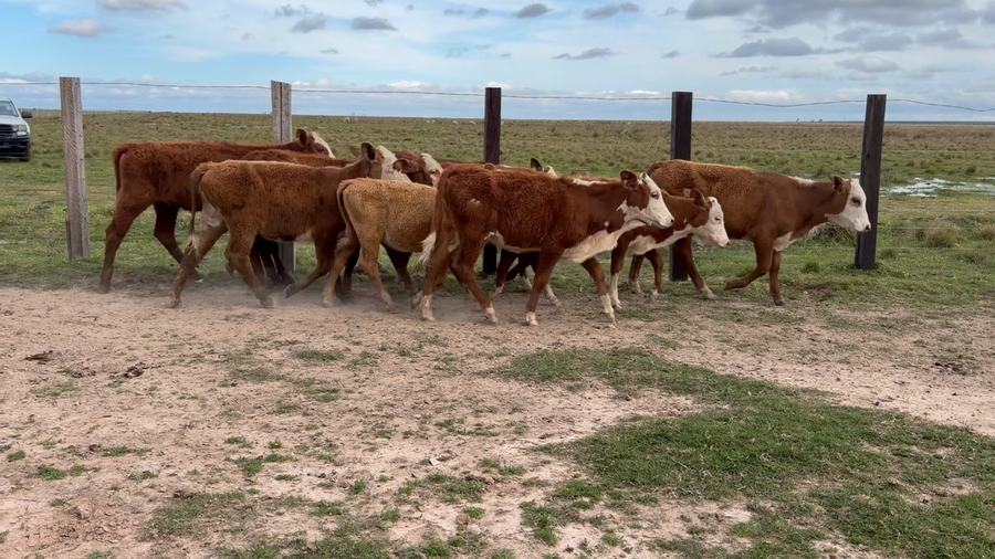 Lote 110 Terneras en Corrientes, Paso de Los Libres