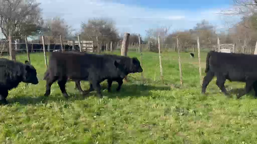 Lote 45 Terneros