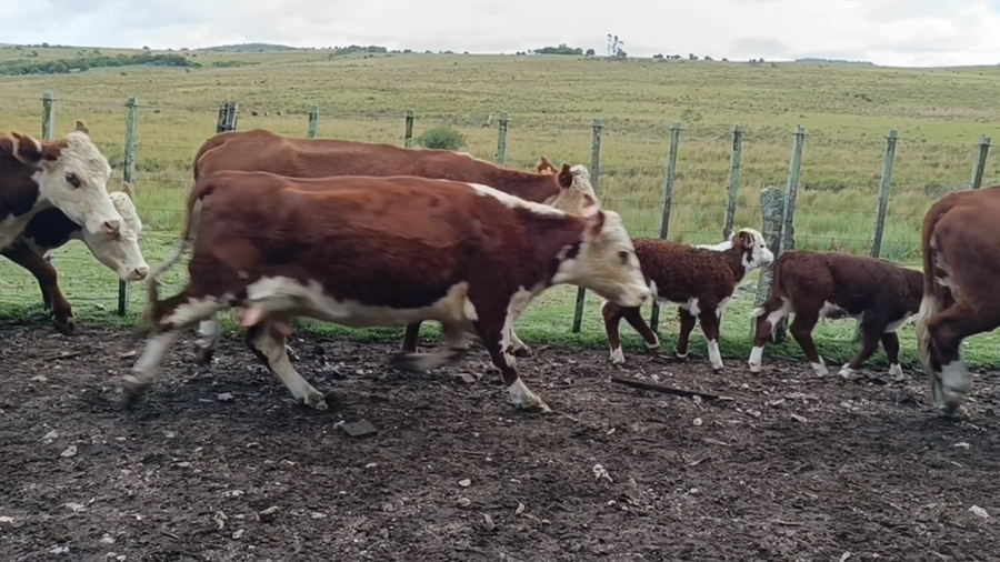 Lote Birriel Hnos y Asociados