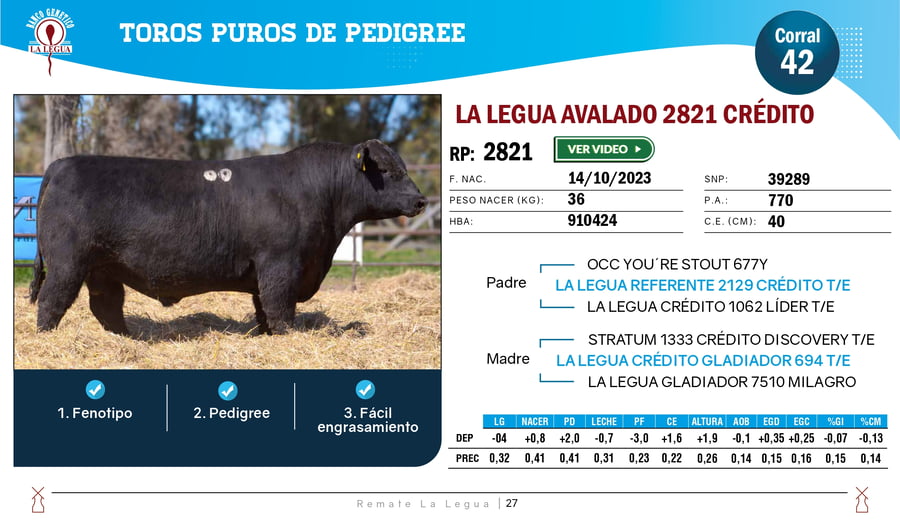 Lote TOROS ANGUS  PP