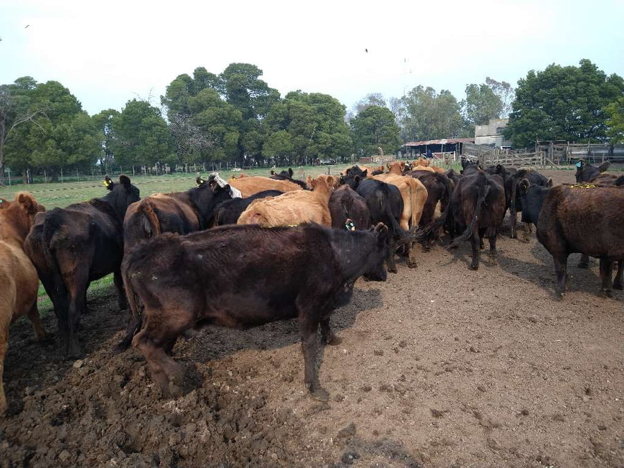 Lote 32 Vacas en Gral. Lamadrid, Buenos Aires