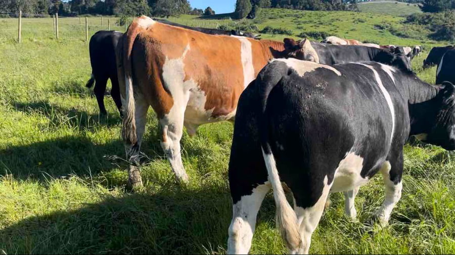 Lote 45 Novillo Gordo en Puerto Varas, X Región Los Lagos