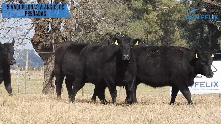 Lote "Cabaña ""Don Felix"" Vaquillonas PC"