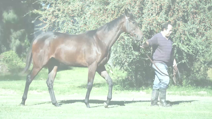 Lote DEBO AMARTE (UNCLE CHUCK -  DEBOUCHE)