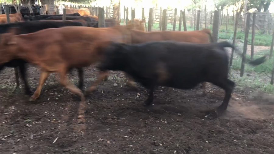 Lote 12 Terneras en Daireaux, Buenos Aires