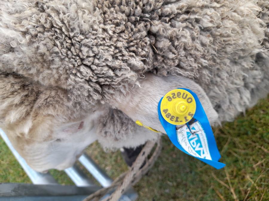 Lote Carnero TOP, 21-1384