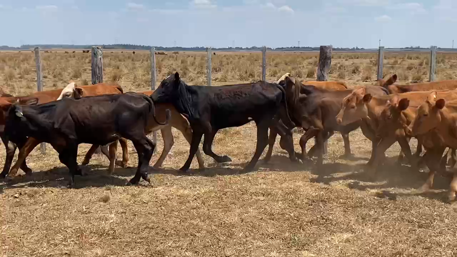 Lote 40 Terneras en Virasoro, Corrientes