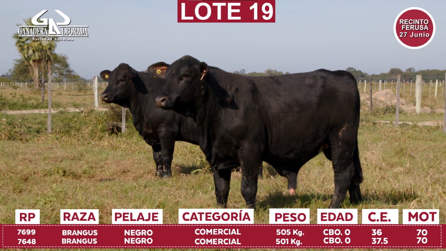 Lote Reproductores de Alborada - Lote 19