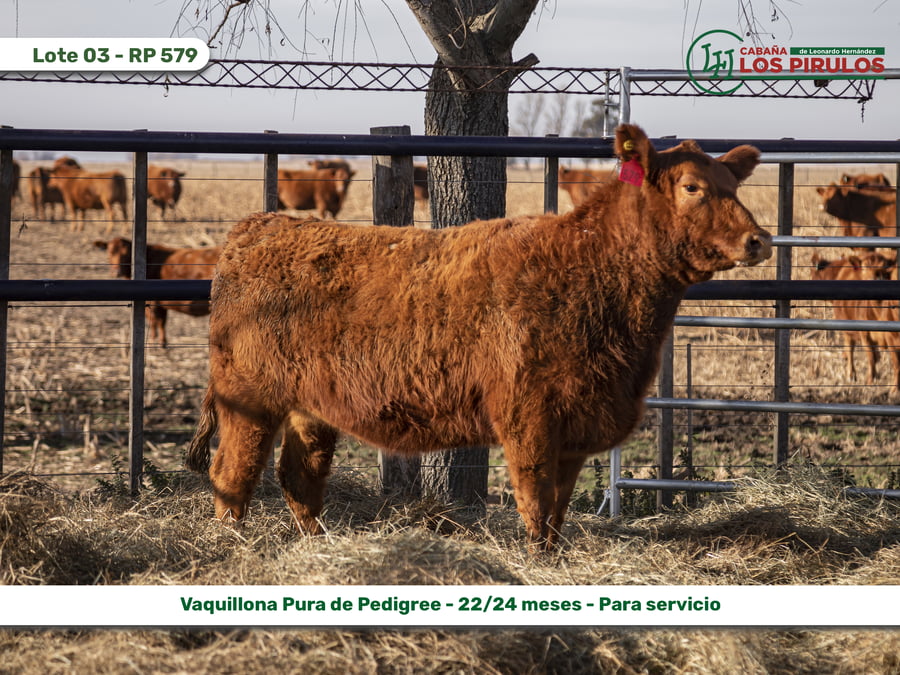 Lote VAQUILLONAS PURAS DE PEDIGREE