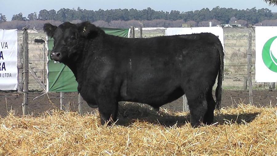 Lote TOROS PUROS POR CRUZA