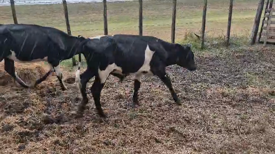 Lote 5 Terneros y Terneras a remate en Pantalla Camy 140kg - , San José
