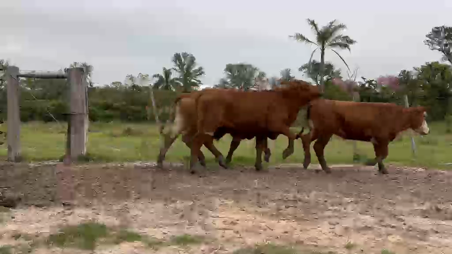 Lote 160 Novillitos