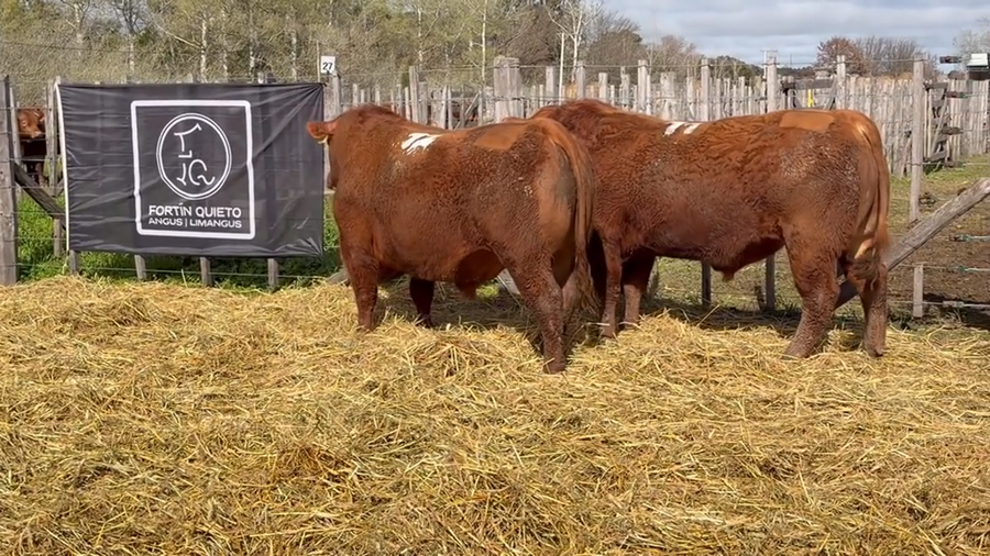 Lote 2 Toros PC