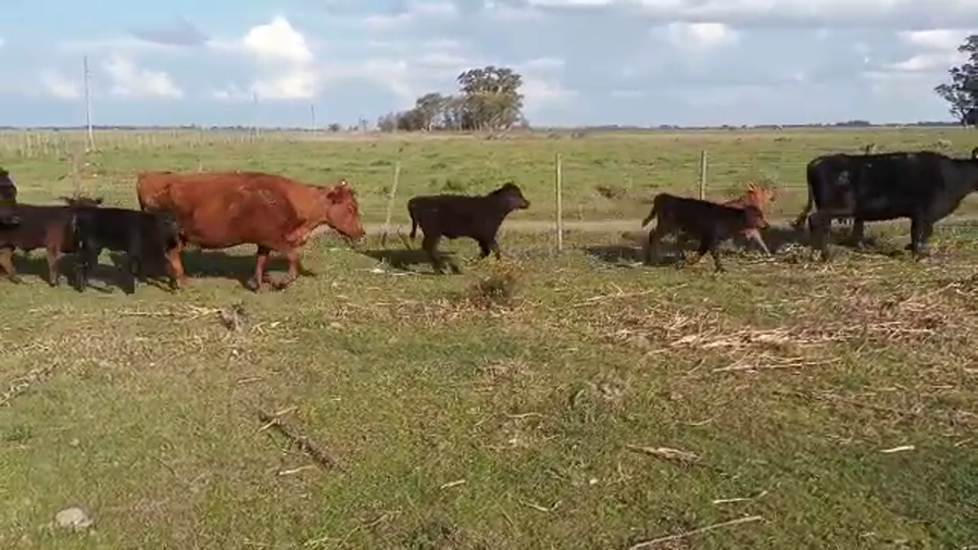 Lote 19 Vacas Usadas C/ cria en Brandsen, Buenos Aires