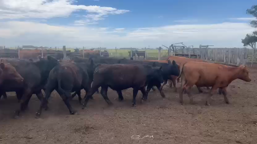 Lote 86 Novillitos