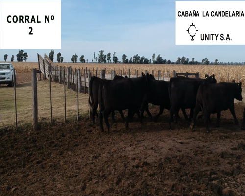 Lote CABAÑA “LA CANDELARIA” de Unity SA VAQUILLAS PURAS CONTROLADAS NEGRAS PARA ENTORAR