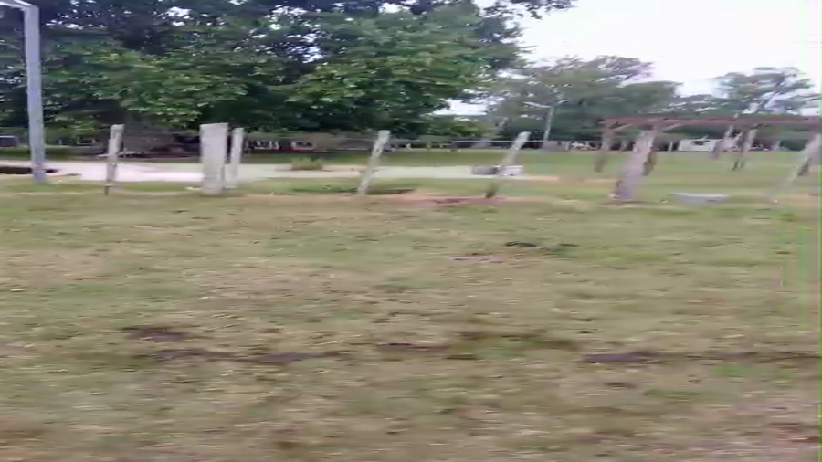 Lote 36 Vaquillonas Entoradas