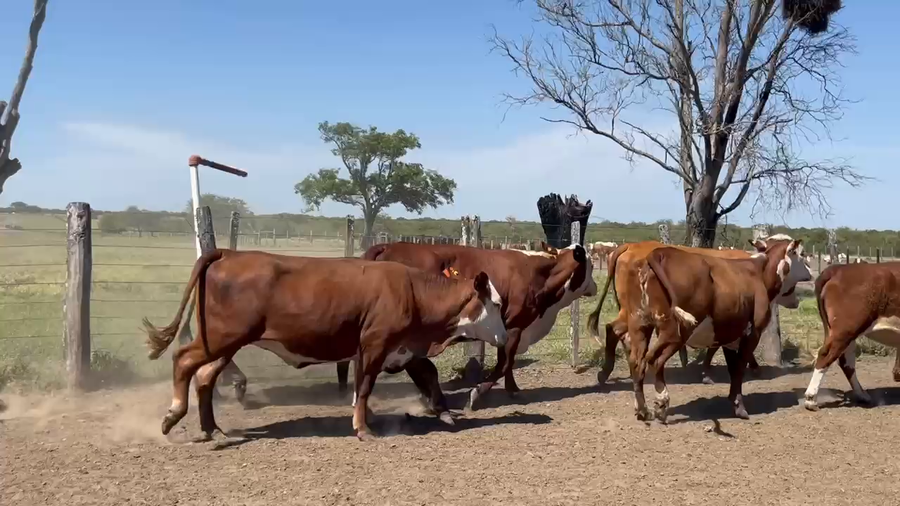 Lote 70 Vacas de invernar en Corrientes, Curuzu Cuatia