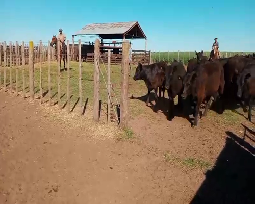 Lote 30 Terneras en Salazar, Buenos Aires
