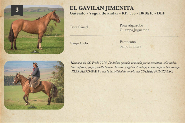 Lote Criollos da Fronteira El Gavilán Jimenita  RP: 355