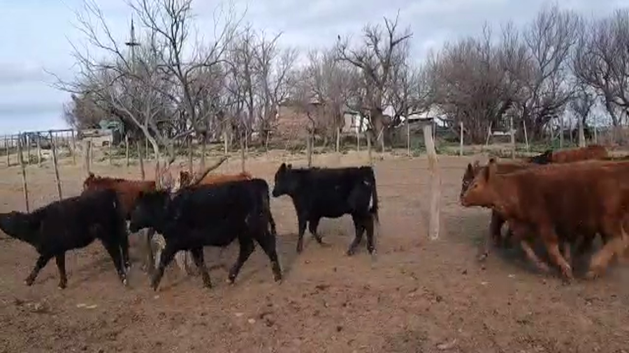 Lote 40 Terneros/as en Pellegrini, Buenos Aires