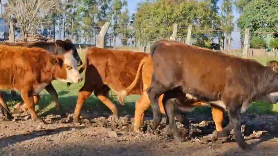 Lote 75 Terneros en Corrientes, Curuzu Cuatia