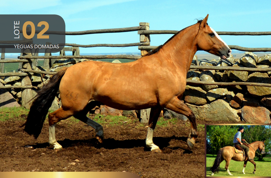 Lote Aquerenciada Camboya