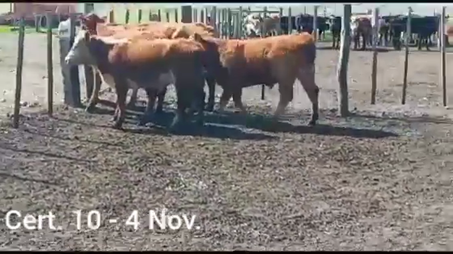 Lote NOVILLOS DE 1 A 2