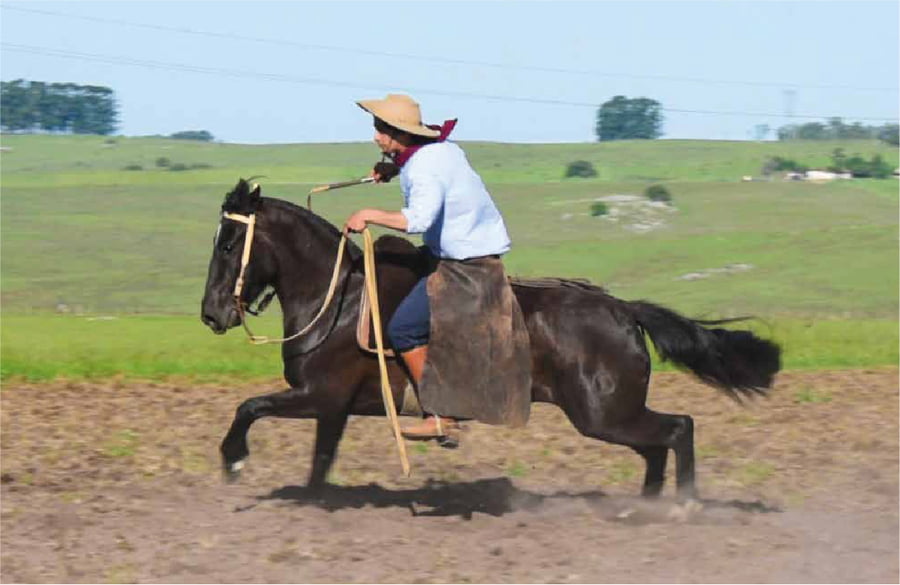 Lote El Gavilán Novia Gaucha (RP 432) Cabaña "El Gavilán"