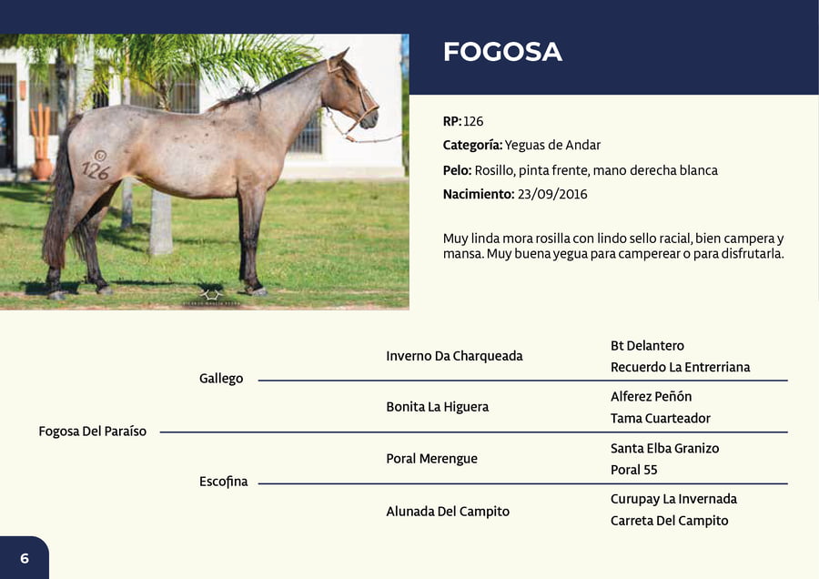 Lote RP 126 - Fogosa