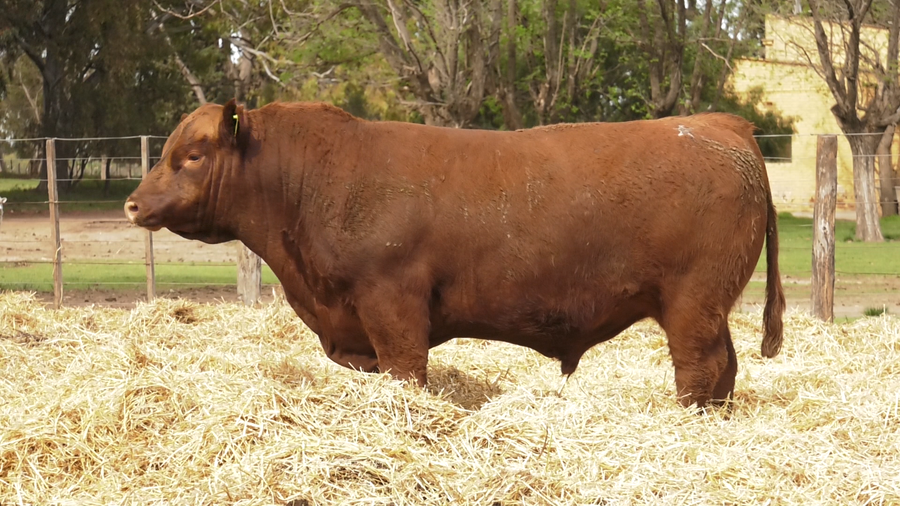 Lote TOROS PUROS CONTROLADOS
