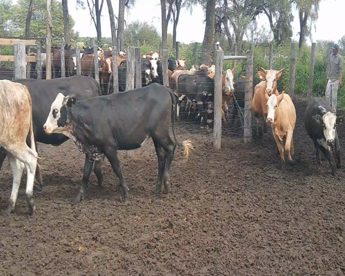 Lote 77 Vaquillonas en Quimilí, Santiago del Estero