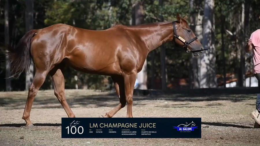 Lote Yeguarizos a remate en 1° Remate Entre Razas, Montevideo