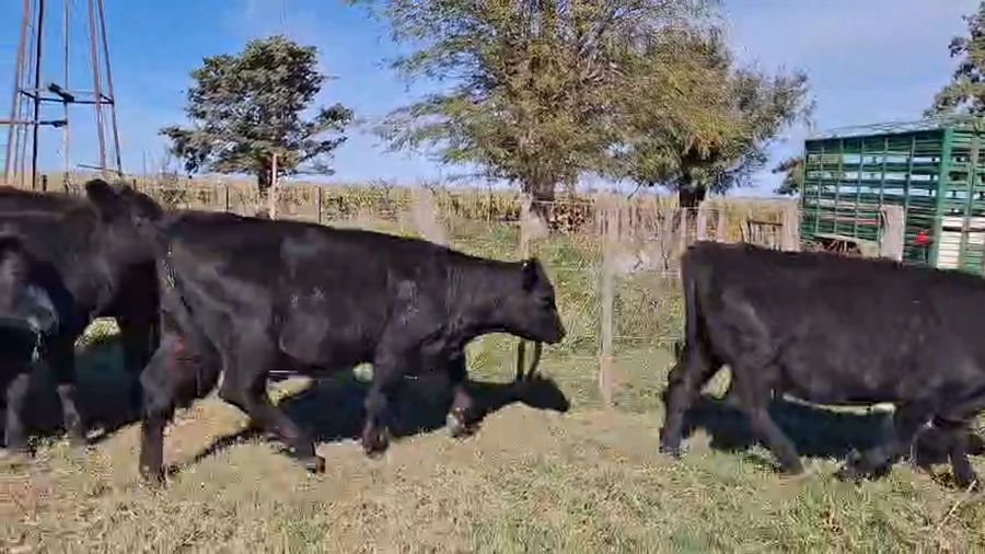 Lote 10 Terneras