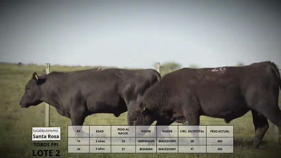 Lote Toros PPI Lote 2 T.E.