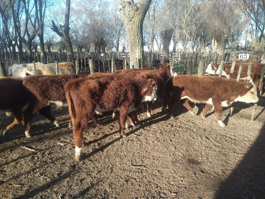 Lote 8 Terneros en Gral. Lamadrid, Buenos Aires